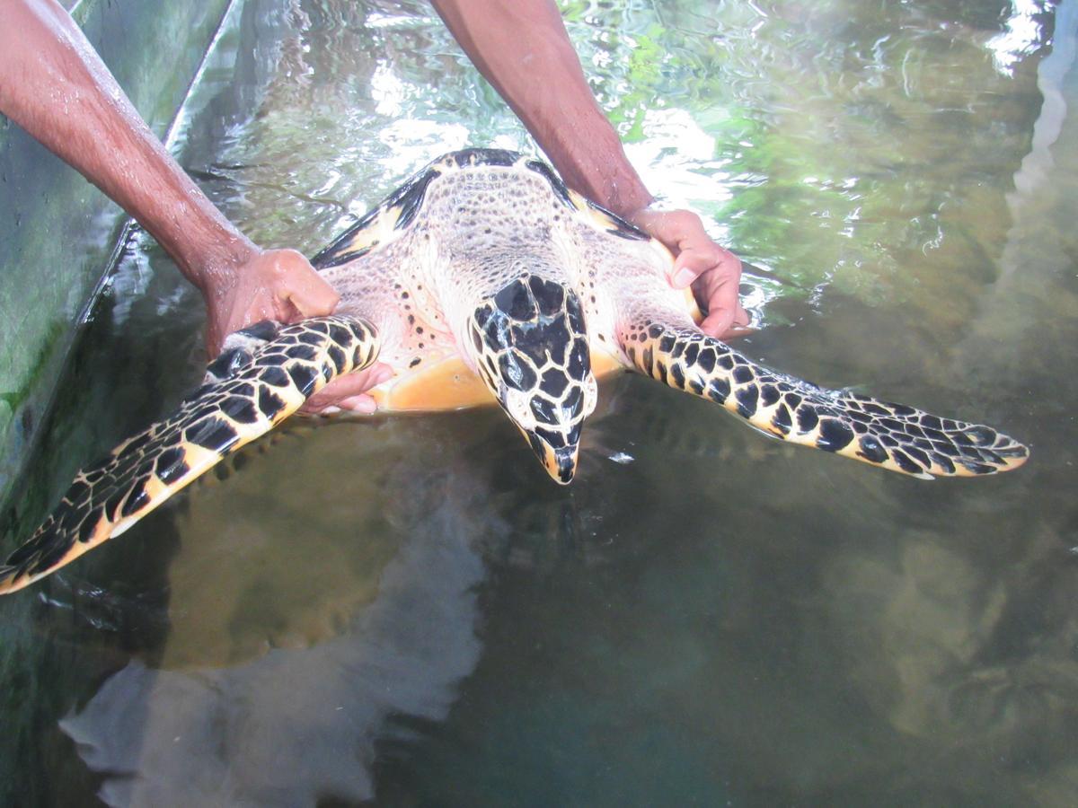 Leatherback Beach Villa Ahungalla Bagian luar foto