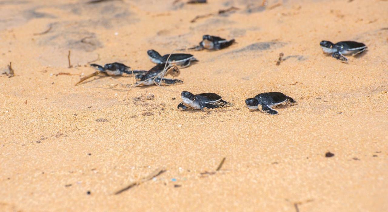Leatherback Beach Villa Ahungalla Bagian luar foto