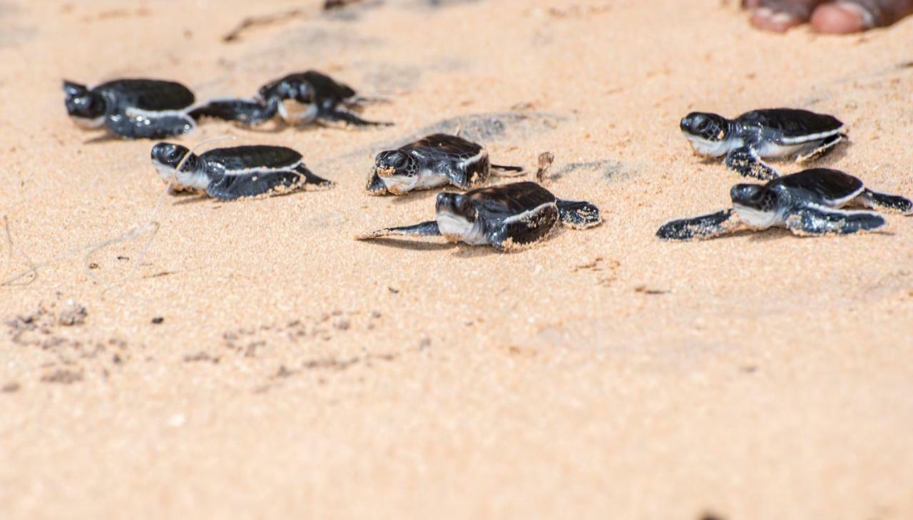 Leatherback Beach Villa Ahungalla Bagian luar foto