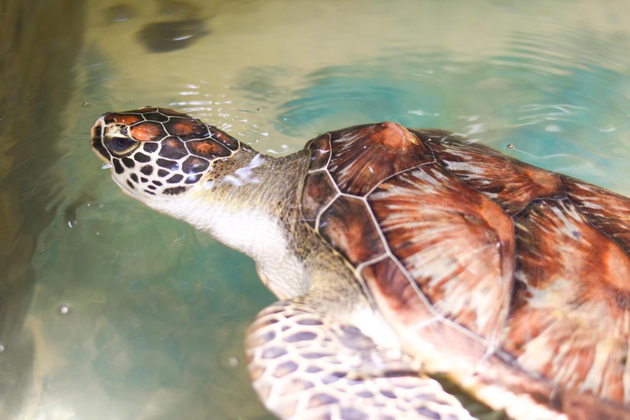 Leatherback Beach Villa Ahungalla Bagian luar foto