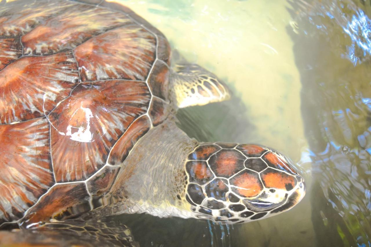 Leatherback Beach Villa Ahungalla Bagian luar foto